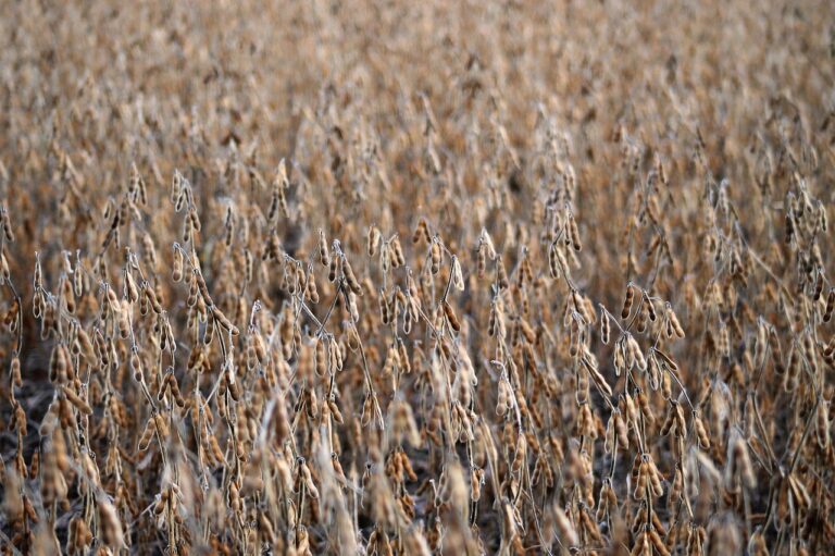 crops, soy, field