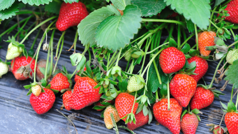 Como fazer a nutrição ideal no cultivo de morangos